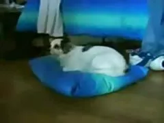 অ্যাকোস্টনের বাংলাদেশি নেকেড ভিডিও